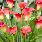 Arum lily 'Red'